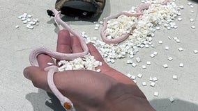 TSA finds bag of snakes in passenger's pants at Miami airport